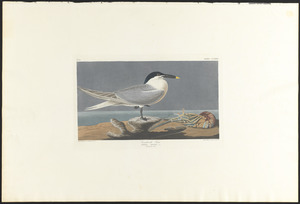 Sandwich tern