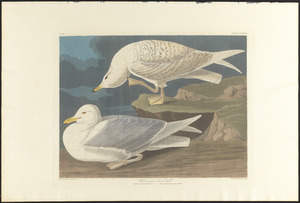 White-winged silvery gull