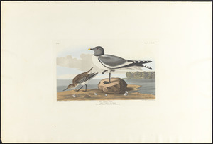 Fork-tailed gull