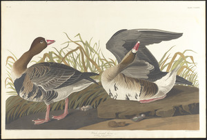 White-fronted goose, Lath.