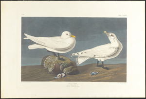 Ivory gull, Lath.