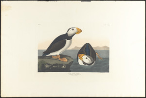 Large-billed puffin