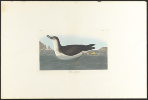 Manks shearwater