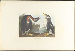 Red-necked grebe