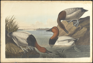 Canvas backed duck