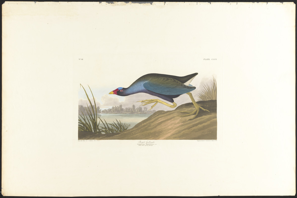 Purple gallinule