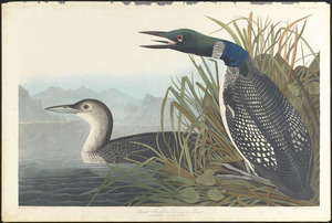 Great northern diver or loon