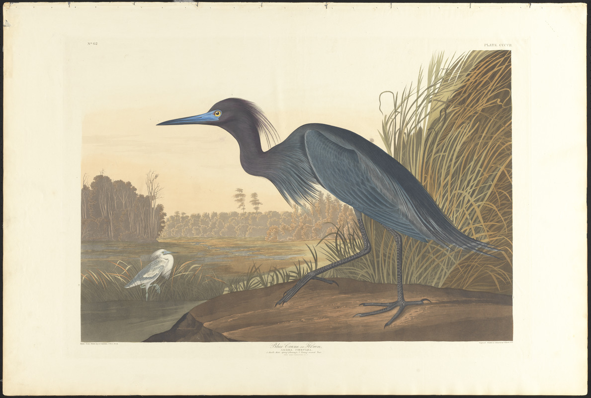Blue crane or heron
