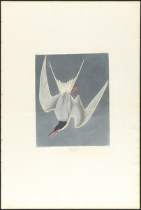 Great tern