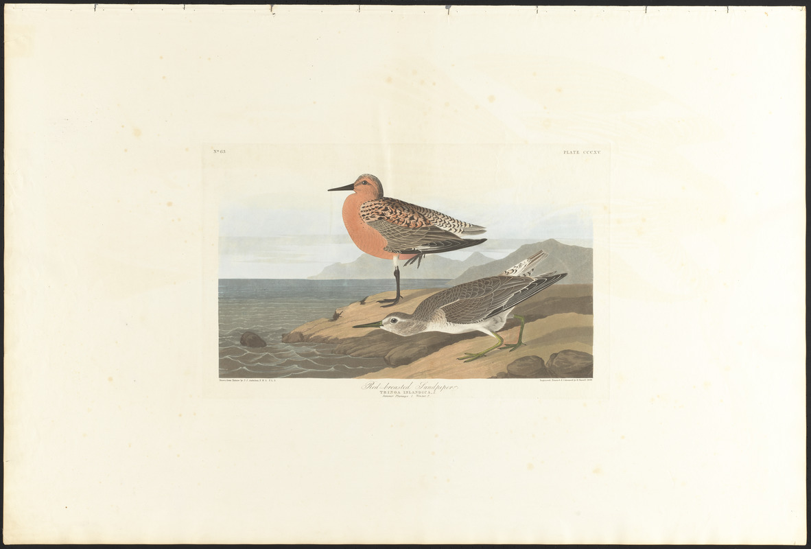 Red-breasted sandpiper