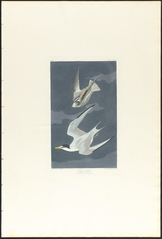 Lesser tern