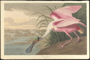 Roseate spoonbill
