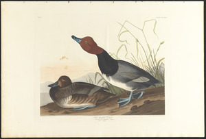 Red-headed duck