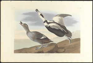 Pied duck