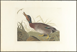 Bemaculated duck