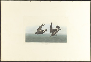 Least stormy-petrel