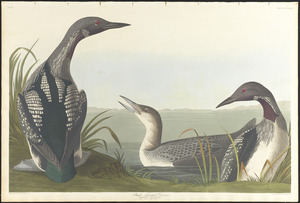 Black-throated diver