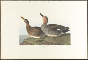 Gadwall duck