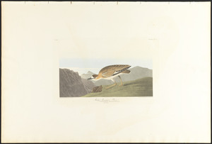 Rocky mountain plover