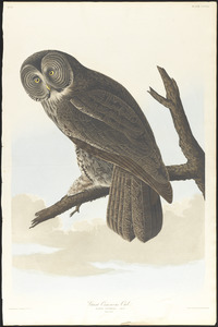 Great cinereous owl