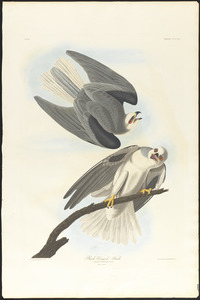 Black-winged hawk