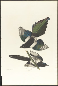 American magpie