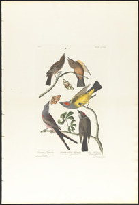 Arkansaw flycatcher. Swallow-tailed flycatcher. Says flycatcher.