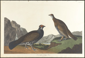 Long-tailed or dusky grous