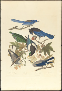 1. Yellow-billed magpie. 2. Stellers jay. 3. Ultramarine jay. 4, 5. Clark's crow