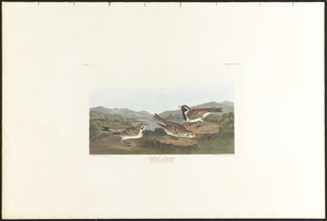 Lapland long-spur