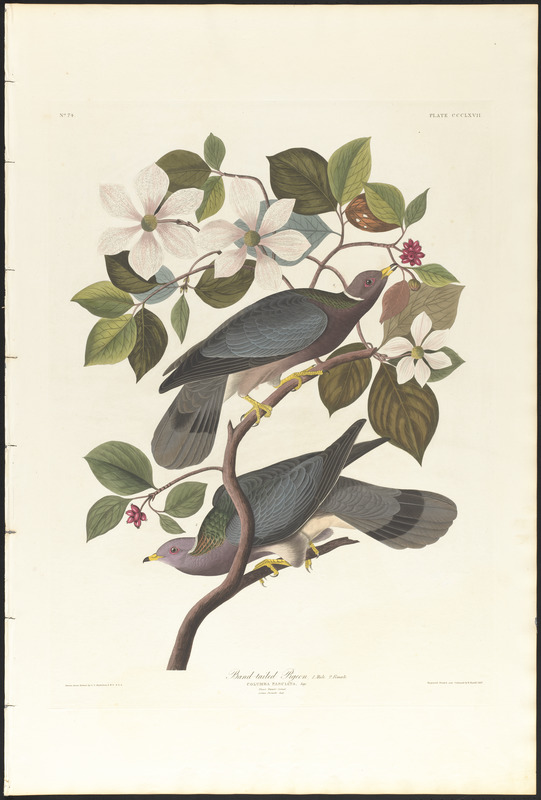 Band-tailed pigeon