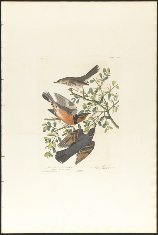 1. Mountain mocking bird, male. 2. 3. Varied thrush, male & female