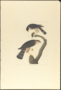 Sharp-skinned hawk