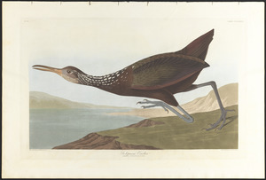 Scolpaceus courlan