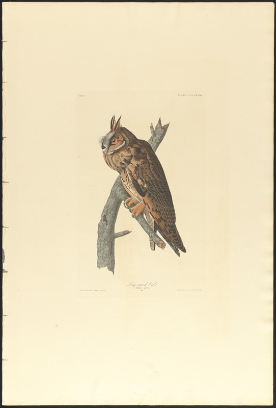 Long-eared owl - Digital Commonwealth
