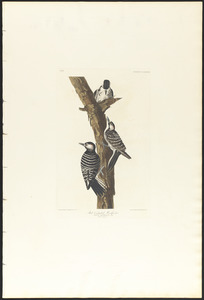 Red-cockaded woodpecker