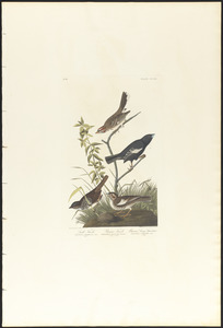 Lark finch. Prairie finch. Brown song sparrow