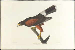 Louisiana hawk