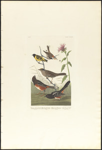 Chestnut-coloured finch. Black-headed siskin. Black crown bunting, Lath. Arctic ground-finch