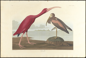 Scarlet ibis