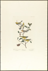 Black-throated green warbler. Blackburnian, W. Mourning warbler