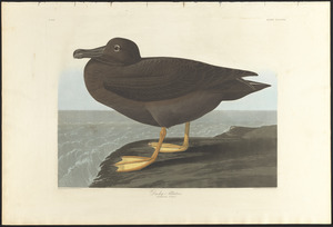 Dusky albatros