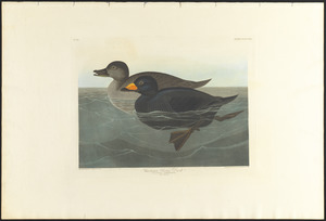 American scoter duck
