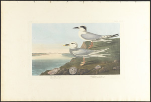 Havell's tern, 1. Trudeau's tern, 2
