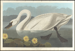 Common American swan
