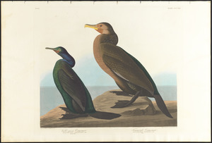 Violet-green cormorant. Townsend's cormorant