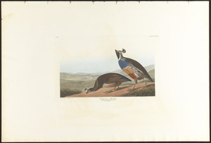 Californian partridge