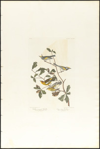 Golden-winged warbler. Cape May warbler