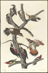 Hairy woodpecker. Red-bellied woodpecker. Red-shafted woodpecker. Lewis woodpecker. Red-breasted woodpecker