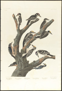 Maria's woodpecker. Three-toed woodpecker. Phillips woodpecker. Canadian woodpecker. Harris's woodpecker. Audubon's woodpecker.